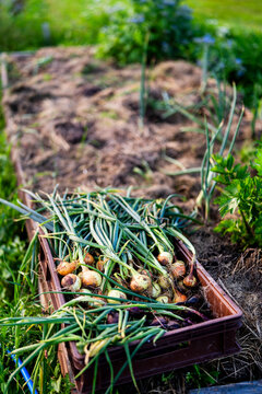 Uprooted onion scallions in crate at vegetable garden