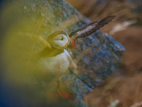 Blurred view of Atlantic puffin with spread wings perching in forest