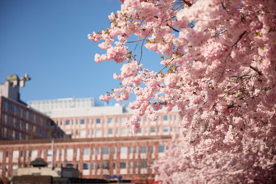 Scenic view of cherry blossom tree blooming at sunny day