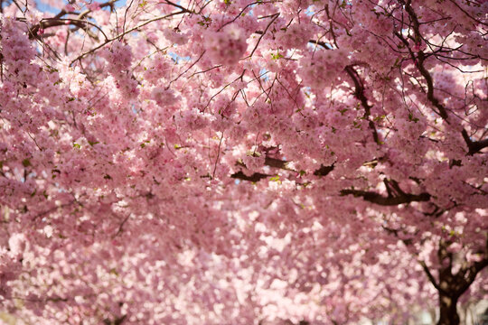 Beautiful view of tree loaded with cherry blossoms