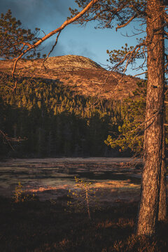 Trees on marshy land with mountain in background at remote location