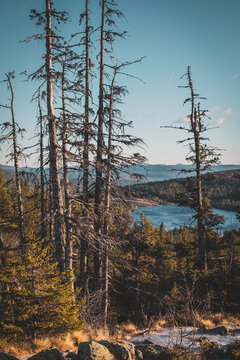 Tall bare trees in forest at remote location