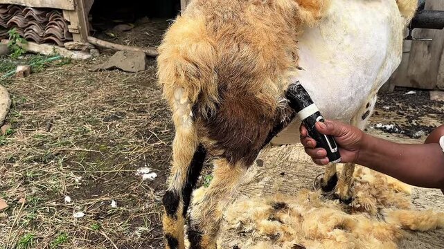 sheep shearing at the farm