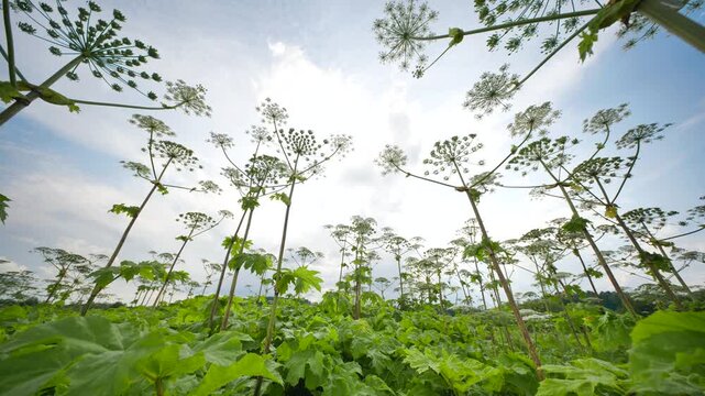 Growing giant hogweed plants creating an invasive field under sky