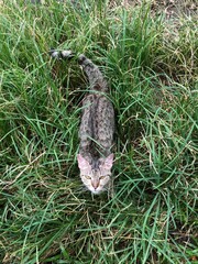 Obraz premium A domestic tabby cat with green eyes sits in lush green grass, looking directly up at the viewer.