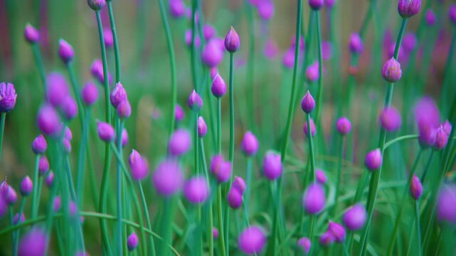Purple chive blossoms sway gently in soft breeze. Green stems rise tall, carrying delicate flowers. Background blurred with warm, natural tones. Calm, peaceful atmosphere evokes springtime freshness