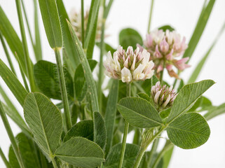 Fototapeta premium Clover Leaves and Wildflowers Closeup