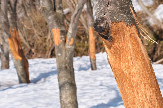 エゾシカに樹皮を剥がされた食害に遭った樹木 Trees stripped of bark by Ezo deer feeding damage