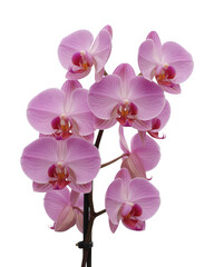 Naklejka premium Pink orchid flowers plant isolated on a transparent background