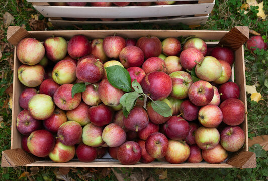 Directly above shot of fresh apples in wooden crate