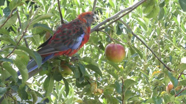 Australian Crimson Rosella (Platycercus elegans) juvenile molting sitting in tree eating apple and flying away close up 4k