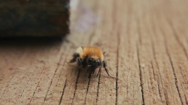 Fuzzy bumblebee crawls slowly on weathered wooden surface. Its fuzzy orange and black body moves delicately between grain lines. Focused macro shot emphasizes insect's busy, determined movement