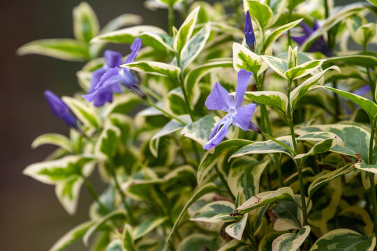 Macro of purple vinca minor flowers blooming among variegated green and white leaves. Spring flora on Caucasian Black Sea coast. Natural botanical background.
