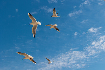 Obraz premium Seagulls Soaring Above Odessa Sea Sky, Close Upward View Highlighting Wings, Cloud Texture