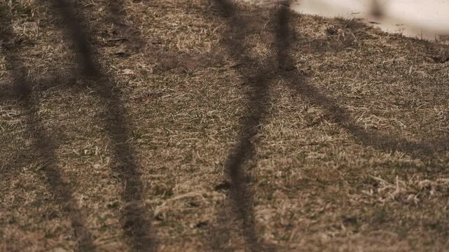枯れた草原を流れる川を背景に枯れ枝のシルエット