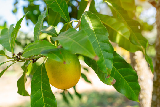 Ripe yellow Abiu fruit (Pouteria caimito) hanging from a tree branch with lush green leaves in an orchard. Exotic tropical fruit for healthy organic food and agriculture concepts.