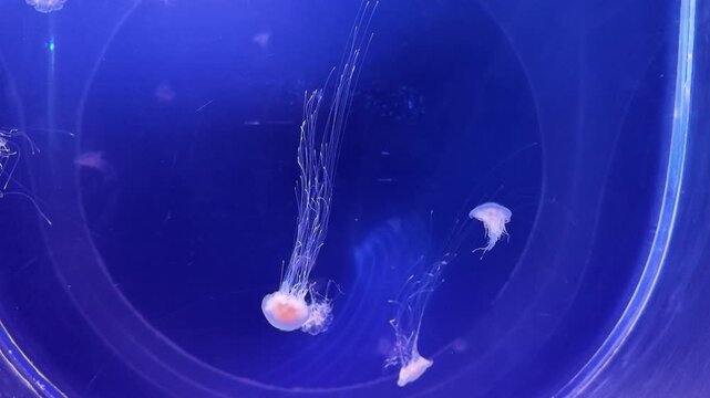 Peaceful deepsea creatures drift gracefully beneath glowing lights today