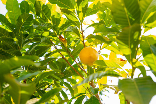 Ripe yellow Abiu fruit (Pouteria caimito) hanging from a tree branch with lush green leaves in an orchard. Exotic tropical fruit for healthy organic food and agriculture concepts.
