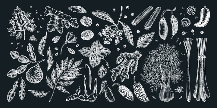 Vintage spices and herbs sketches collection on chalkboard. Hand drawn engraving food ingredients set in engraved style. NOT AI generated