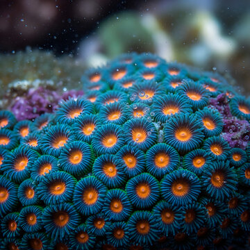 Close up of blue and orange zoanthid coral polyps with water bubbles full hd 4k stock image download