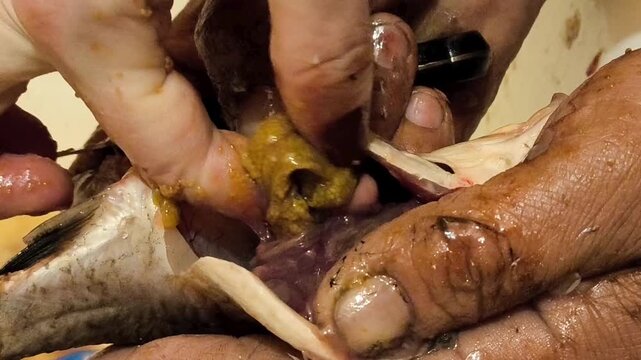 The hand takes the caviar out of the crucian carp. The process of cooking fish caviar. Offal in fish