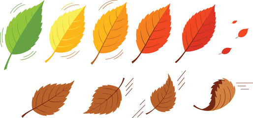 Obraz premium Autumn leaves transition collection with color changing foliage and falling motion effects, seasonal leaf stages vector illustration set for nature and weather design