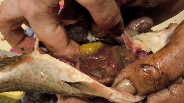 The hand takes the caviar out of the crucian carp. The process of cooking fish caviar. Offal in fish