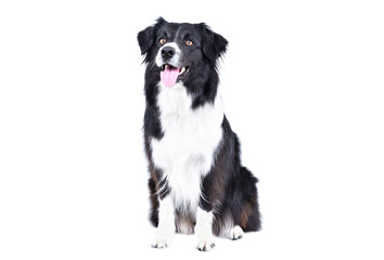 Border Collie dog sitting isolated on white background