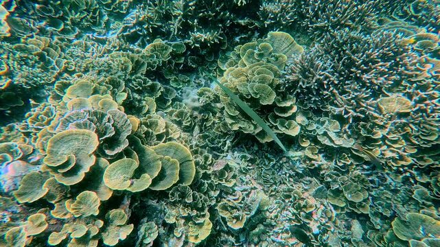 Snorkeling POV to a bluespotted cornetfish (Fistularia commersonii) camouflaged among the dense Acropora cervicornis and Turbinaria reniformis coral reef displaying intricate patterns and textures