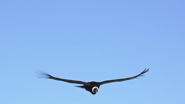 Majestic Andean Condor aproaching camera while soaring against clear blue sky. Close-up view in slow-motion showing enormous wingspan.
