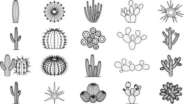 Collection of diverse cacti illustrations showcase a variety of shapes and sizes. These line drawings highlight the intricate details of desert plants, ideal for educational or design projects.