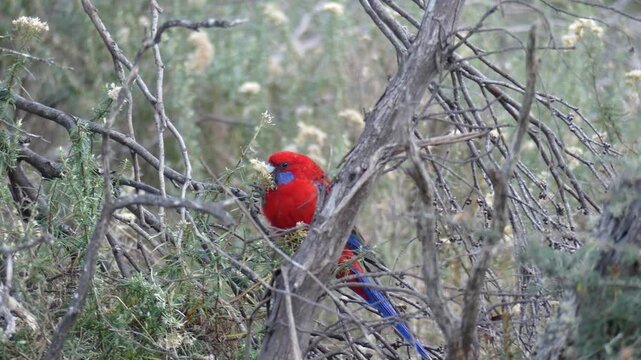 Australian wild Crimson Rosella (Platycercus elegans) holding flower in claw perched in tree eating 4k 