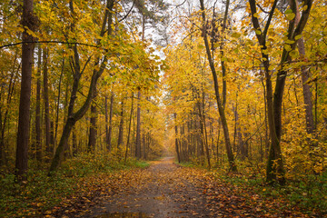 Fototapeta premium Empty road winding through vibrant autumn forest with tall trees and golden foliage. Nature landscape for background or design element.
