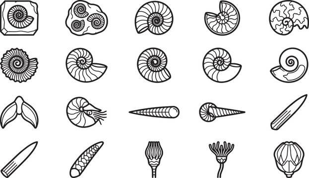 Collection of assorted fossils, showcasing the stunning variety of prehistoric life. The image shows the detail of each unique specimen. 