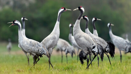 Fototapeta premium Common crane (Grus grus) in the wild. Early morning on swamp erens.
