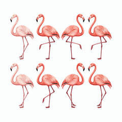 Obraz premium Eight Pink Flamingos In Different Poses On White Background