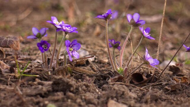 Close-up of delicate purple hepatica flowers blooming in a garden. Camera moves gently upward with shallow depth of field and blurred background. Natural light, early spring atmosphere.