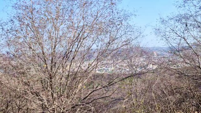 A sweeping hilltop video frame overlooking Jaipur captures a dense pastel cityscape nestled between Aravalli hills, with dry, leafless trees in the foreground under a vast clear blue sky.