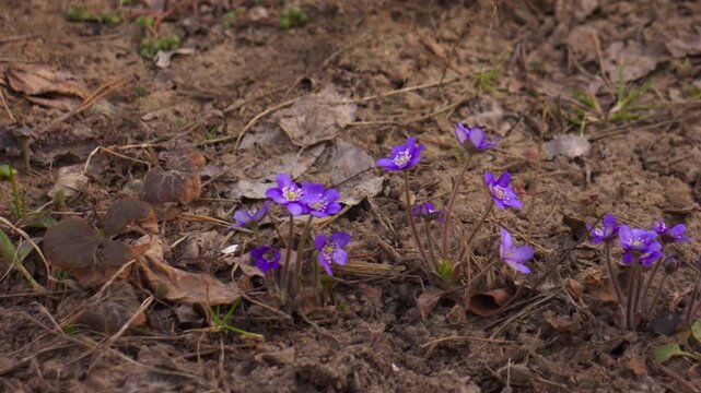 Close-up of delicate purple hepatica flowers blooming in a garden. Camera pans gently from left to right with shallow depth of field and blurred background.