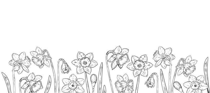 Daffodil Floral Border, Hand Drawn Botanical Line Art Banner, Vintage Engraving Narcissus Flowers Illustration for Spring Wedding Invitations, Greeting Cards, Coloring Pages and Decorative Design