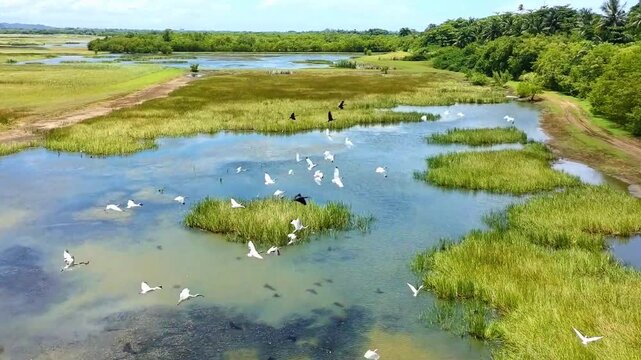 Drone video of a field with brid filled bonds flying away in Dorado, Puerto Rico