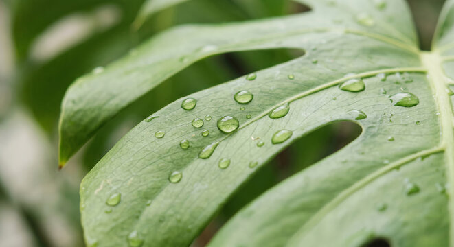 Close up of monstera leaf with water droplets, tropical plant texture, natural freshness concept