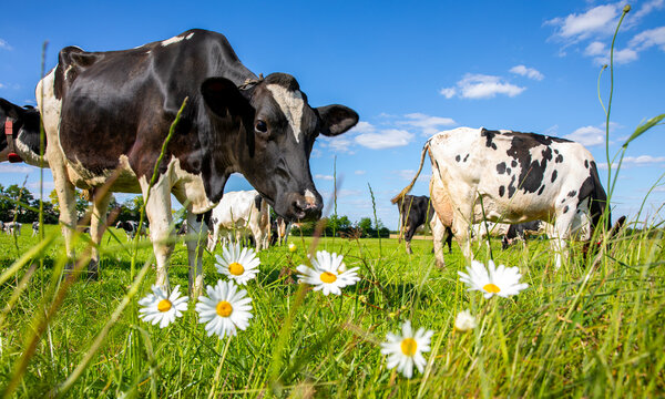 Troupeau de vaches laiti&egrave;res en pleine nature en train de brouter l'herbe fraiche du printemps. 