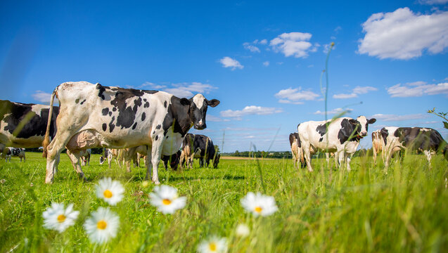 Troupeau de vaches laiti&egrave;res en pleine nature en train de brouter l'herbe fraiche du printemps. 