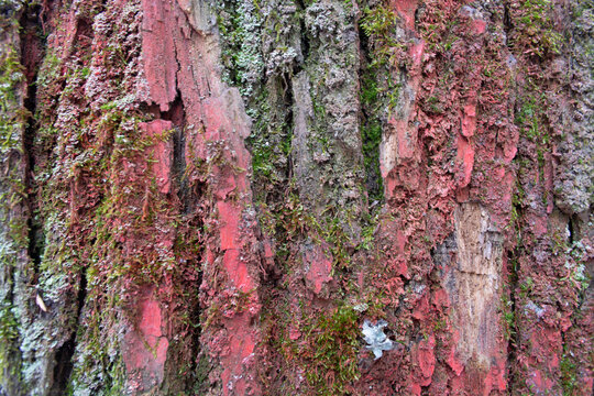 Tree bark texture with red paint and green moss. Close up view of rugged wood surface with natural growth and abstract color elements. Wild forest background for nature design projects.