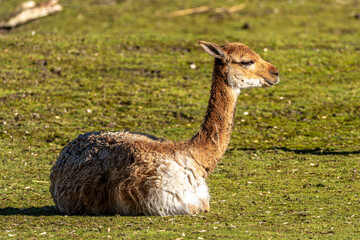 Naklejka premium Vicunas, Vicugna Vicugna, relatives of the llama in a German park