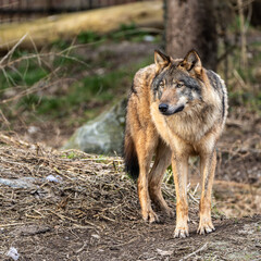 Fototapeta premium European Grey Wolf, Canis lupus swimming in a water pond
