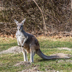 The red kangaroo, Macropus rufus is the largest of all kangaroos and the largest extant marsupial. © rudiernst