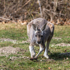The red kangaroo, Macropus rufus is the largest of all kangaroos and the largest extant marsupial. © rudiernst