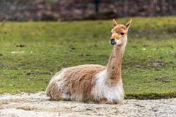 Naklejka premium Vicunas, Vicugna Vicugna, relatives of the llama in a German park